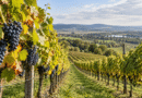 Vinařské Čechy jsou o&nbsp;2,9&nbsp;°C chladnější než Bordeaux. Co to znamená pro víno